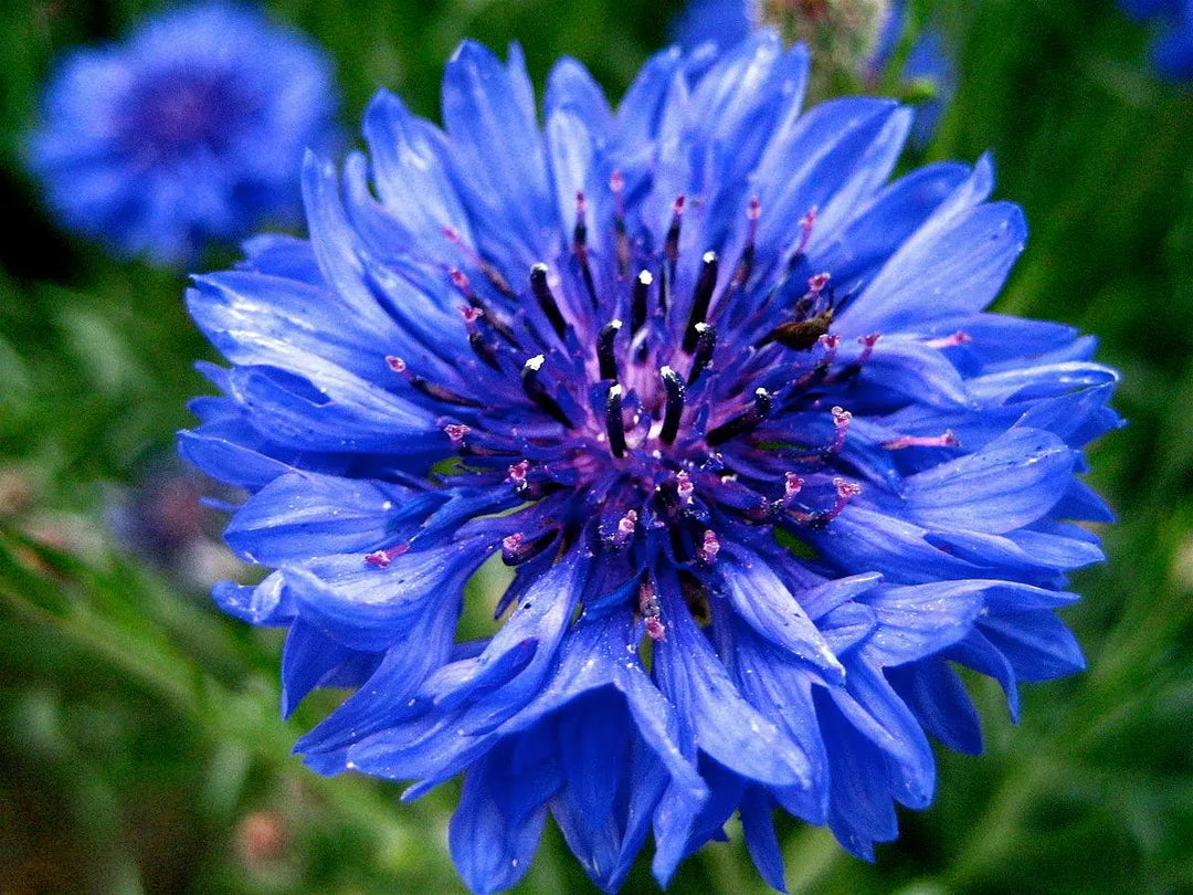 Add a summary of the post to appear on your home page or blog. - Claire De Fleurs