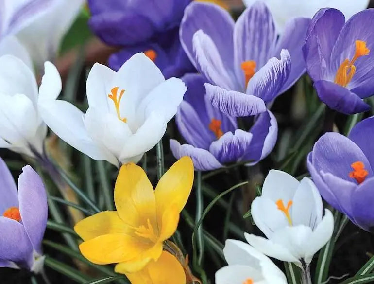 How we Deliver Freshness Every Day - Claire De Fleurs